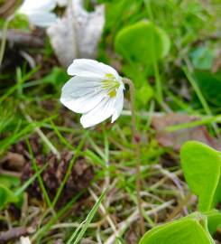 Fotografia da espécie Oxalis acetosella