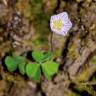 Fotografia 5 da espécie Oxalis acetosella do Jardim Botânico UTAD