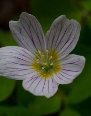 Fotografia 6 da espécie Oxalis acetosella no Jardim Botânico UTAD