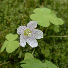 Fotografia da espécie Oxalis acetosella