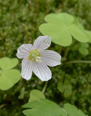 Fotografia 7 da espécie Oxalis acetosella no Jardim Botânico UTAD