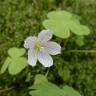 Fotografia 7 da espécie Oxalis acetosella do Jardim Botânico UTAD