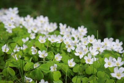 Fotografia da espécie Oxalis acetosella