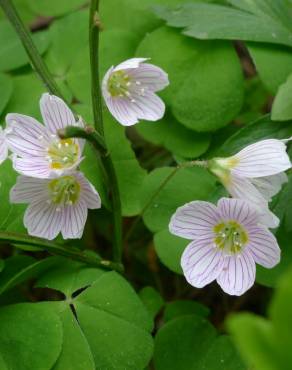 Fotografia 1 da espécie Oxalis acetosella no Jardim Botânico UTAD