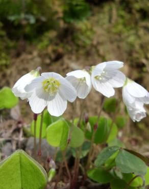 Fotografia 9 da espécie Oxalis acetosella no Jardim Botânico UTAD