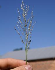 Panicum repens