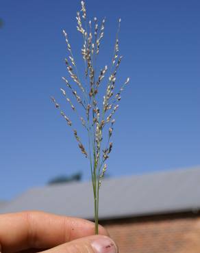 Fotografia 1 da espécie Panicum repens no Jardim Botânico UTAD