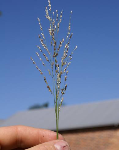 Fotografia de capa Panicum repens - do Jardim Botânico