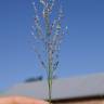 Fotografia 1 da espécie Panicum repens do Jardim Botânico UTAD