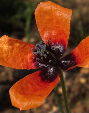 Fotografia 3 da espécie Papaver argemone no Jardim Botânico UTAD