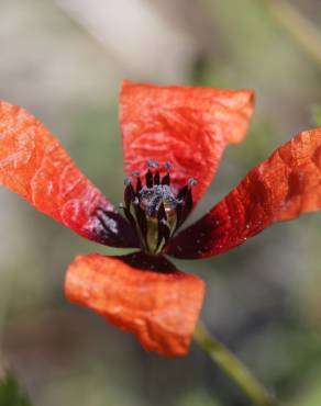 Fotografia 5 da espécie Papaver argemone no Jardim Botânico UTAD