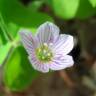 Fotografia 10 da espécie Oxalis acetosella do Jardim Botânico UTAD