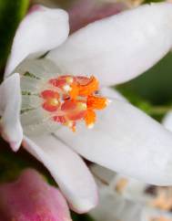 Eriostemon myoporoides