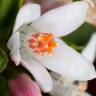 Fotografia 1 da espécie Eriostemon myoporoides do Jardim Botânico UTAD