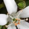 Fotografia 17 da espécie Eriostemon myoporoides do Jardim Botânico UTAD