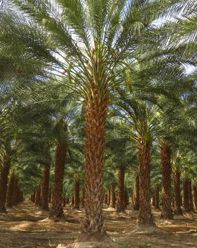 Fotografia de capa Phoenix dactylifera - do Jardim Botânico