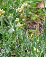 Fotografia da espécie Helichrysum luteoalbum