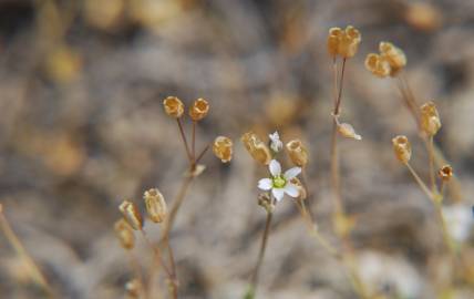 Fotografia da espécie Holosteum umbellatum