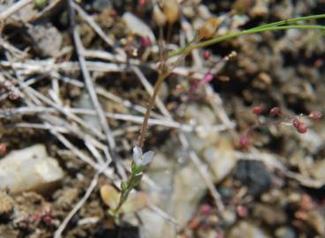 Fotografia da espécie Holosteum umbellatum
