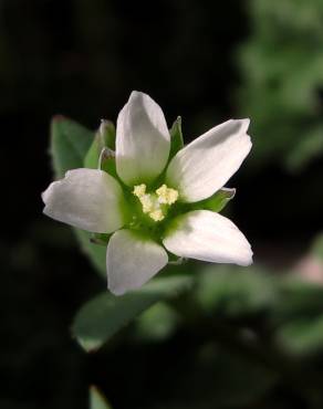 Fotografia 4 da espécie Holosteum umbellatum no Jardim Botânico UTAD