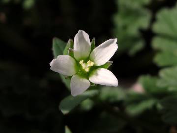 Fotografia da espécie Holosteum umbellatum