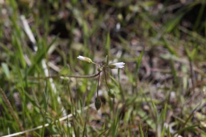 Fotografia da espécie Holosteum umbellatum