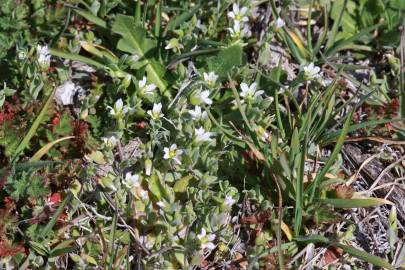 Fotografia da espécie Holosteum umbellatum