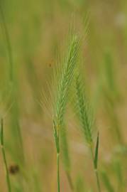 Fotografia da espécie Hordeum geniculatum