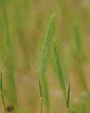 Fotografia da espécie Hordeum geniculatum