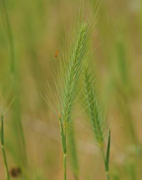 Fotografia 1 da espécie Hordeum geniculatum no Jardim Botânico UTAD