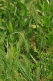 Fotografia da espécie Hordeum geniculatum