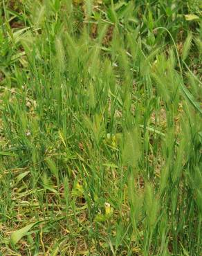 Fotografia 3 da espécie Hordeum geniculatum no Jardim Botânico UTAD