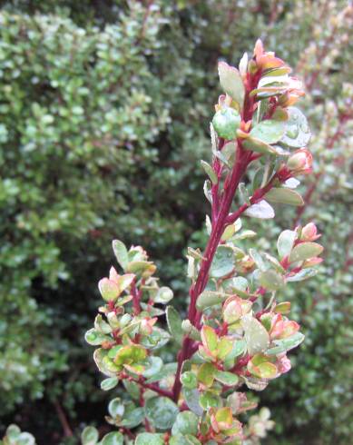 Fotografia de capa Myrsine africana - do Jardim Botânico