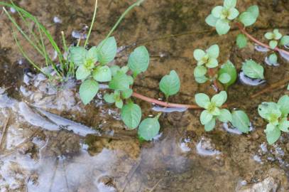 Fotografia da espécie Ludwigia palustris