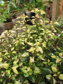 Fotografia da espécie Ludwigia palustris