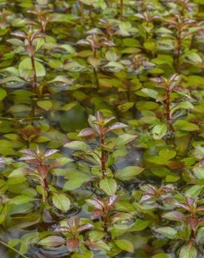 Fotografia 6 da espécie Ludwigia palustris no Jardim Botânico UTAD