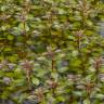 Fotografia 6 da espécie Ludwigia palustris do Jardim Botânico UTAD