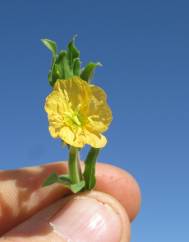 Oenothera indecora subesp. bonariensis