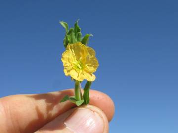 Fotografia da espécie Oenothera indecora subesp. bonariensis