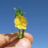 Fotografia 1 da espécie Oenothera indecora subesp. bonariensis do Jardim Botânico UTAD