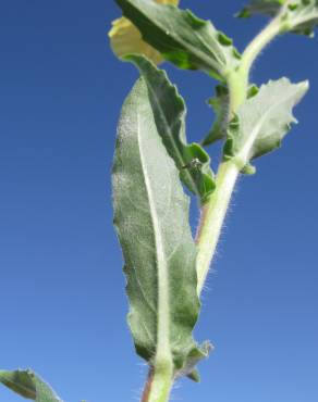 Fotografia 3 da espécie Oenothera indecora subesp. bonariensis no Jardim Botânico UTAD