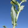 Fotografia 3 da espécie Oenothera indecora subesp. bonariensis do Jardim Botânico UTAD