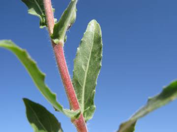 Fotografia da espécie Oenothera indecora subesp. bonariensis