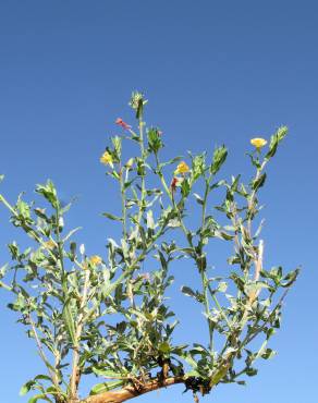 Fotografia 5 da espécie Oenothera indecora subesp. bonariensis no Jardim Botânico UTAD