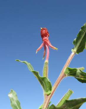 Fotografia 6 da espécie Oenothera indecora subesp. bonariensis no Jardim Botânico UTAD