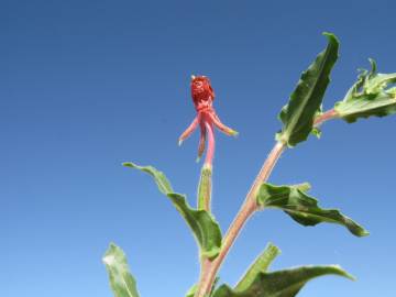 Fotografia da espécie Oenothera indecora subesp. bonariensis
