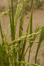 Fotografia da espécie Oryza sativa