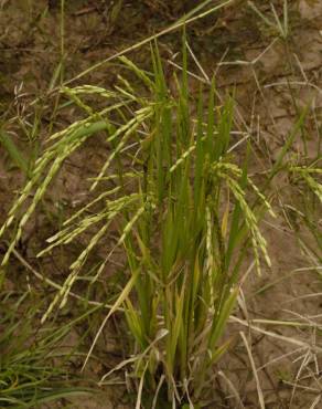 Fotografia 3 da espécie Oryza sativa no Jardim Botânico UTAD