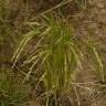 Fotografia 3 da espécie Oryza sativa do Jardim Botânico UTAD