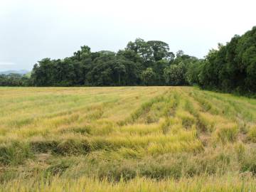 Fotografia da espécie Oryza sativa